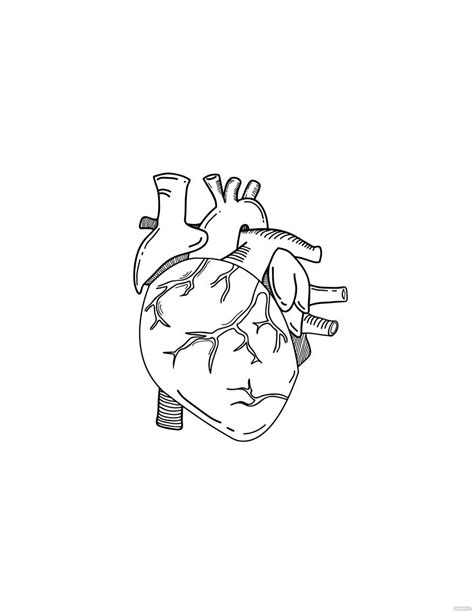 Free Anatomical Heart Drawing Eps Illustrator  Png Pdf Svg