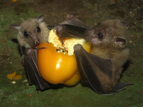 Nilflughunde Egyptian Fruit Bats Rousettus Aegyptiacus A Photo On