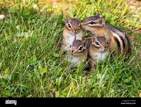 Young Eastern Chipmunks Tamias Striatus In Green Grass Cute And
