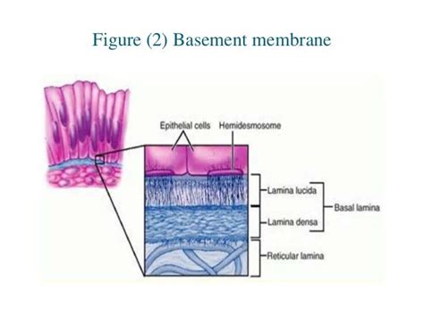 25 Basement Remodeling Ideas And Inspiration Basement Membrane Reticular