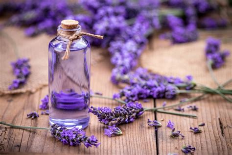 lavender essential oil calms the body herbal collective