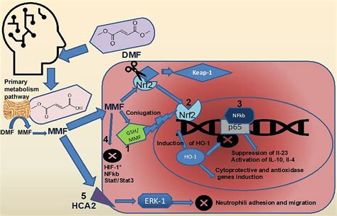 Frontiers The Role Of Glutathione S Transferase In Psoriasis And