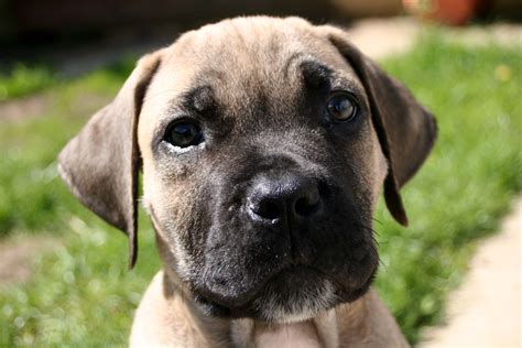 These are the mild ones: Living With Your Boerboel - The First 6 Months | My Little ...