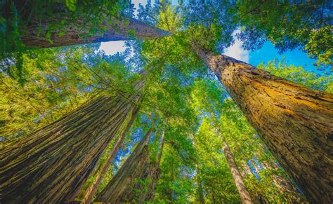 Adam Grove In Jedediah Smith Redwoods State Park Visit Del Norte County