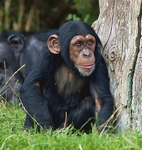 Pin By Tina Burick On Gorillas And Other Apes Baby Chimpanzee