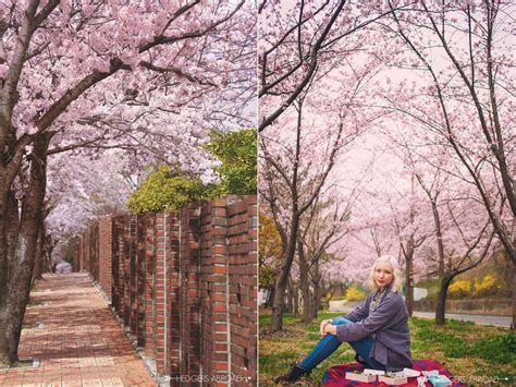 Best Places To See Cherry Blossoms In Korea There She Goes Again