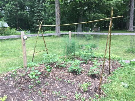 I Made A Bamboo Climbing Trellis For Tomatoes Gardening