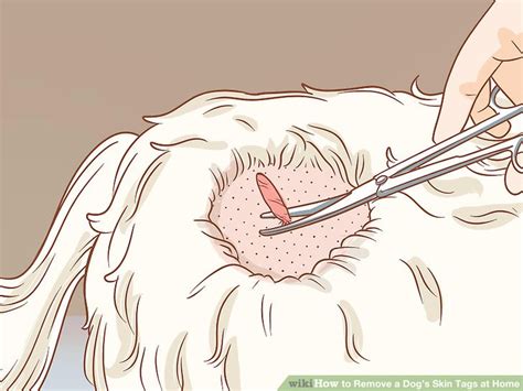How To Remove A Dogs Skin Tags At Home 11 Steps With Pictures
