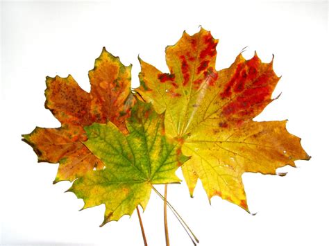Autumn Leaves 1 Free Photo Download Freeimages