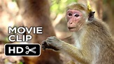 Monkey Kingdom Movie CLIP - We're the Monkeys (2015) - Disneynature ...