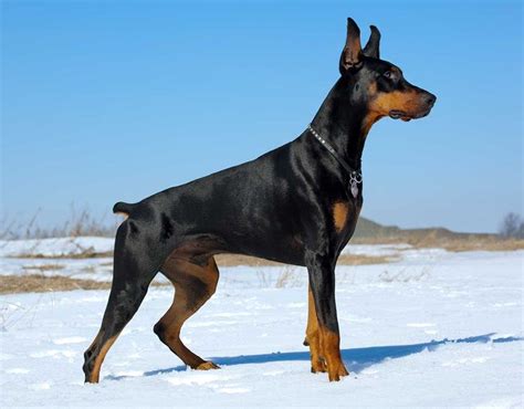 16 Facts That The Owner Of Doberman Pinschers Know About Page 4 Of 6