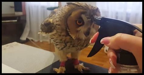 My husband was bathing our daughter and she accidentally swallowed some bath water. This Baby Owl Has The Internet Cracking Up At His Reaction ...