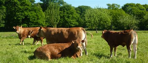 Elevage bovin et viande nos conseils pour votre élevage