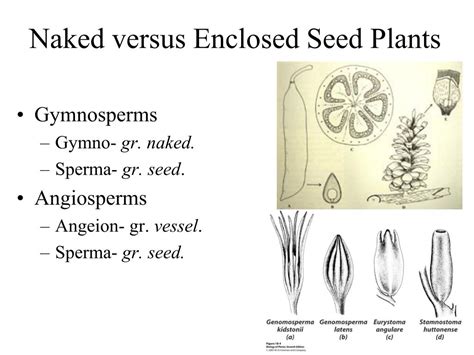 PPT Gymnosperms Chapter PowerPoint Presentation Free Download ID