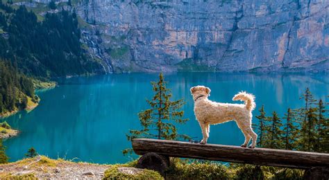 Dog Delights Dog Treats | A Healthy Way To Reward Your Pets – Dog