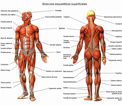 Esquema Del Sistema Muscular ¡fotos And Guía 2021
