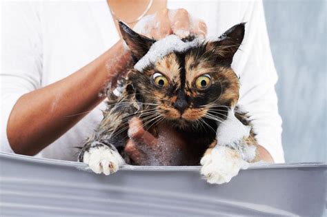 15 Funniest Pictures Of Wet Cats Lovetoknow