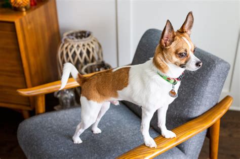 Everything You Need To Know About A Chihuahua Terrier Mix The Terrier