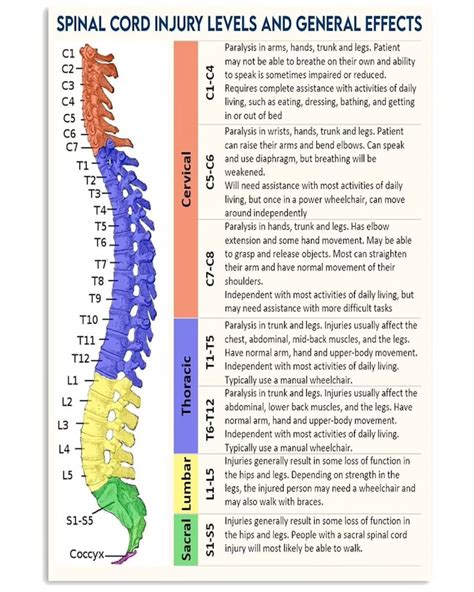 Chiropractor Spinal Cord Injury Levels Poster 12x18 Inches Etsy New