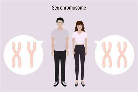 Top Homologous Chromosomes Stock Vectors Illustrations And Clip Art Istock