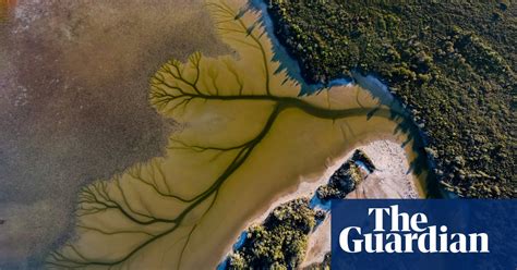Tree Of Life Aerial Photos Reveal Arboreal Patterns At Lake Cakora