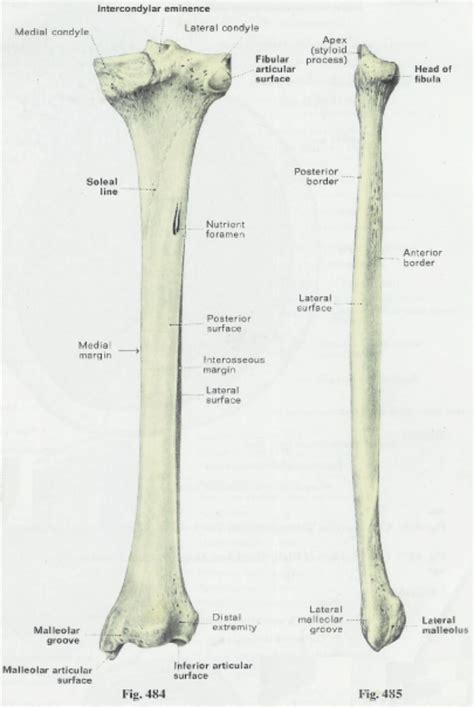 Diagram Distal Fibula Diagram Full Version Hd Quality Fibula Diagram