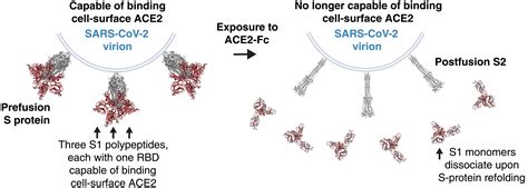Optimized Ace2 Decoys Neutralize Antibody Resistant Sars Cov 2 Variants