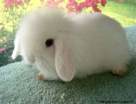 White Baby Bunnies With Blue Eyes Wallpapers Gallery