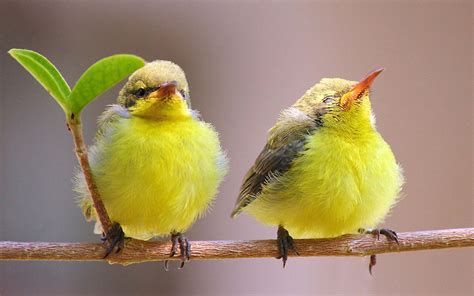 Wallpaper Birds Animals Nature Yellow Wildlife Beak Finch