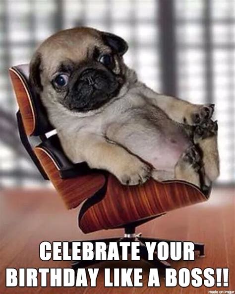 Birthday Pug Meme Pug Best Of The Funny Meme Birthday Pug Pug Memes