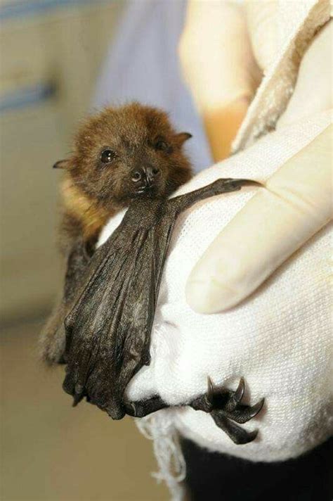 Pin By Artsnends4 On ~cool Bats~ Bat Cute Bat Fruit Bat