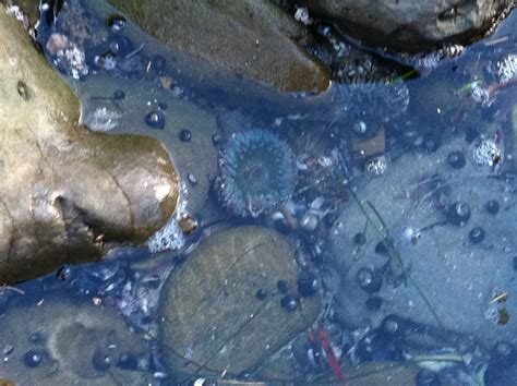 Tide Pool Crystal Cove California California Dreaming Tide Pools