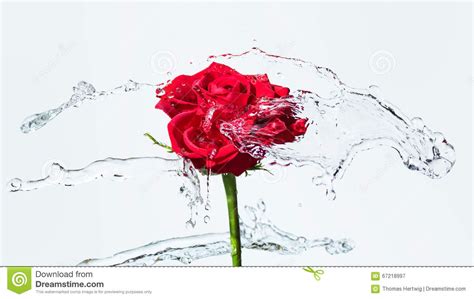 Red Rose With A Water Splash Stock Image Image Of Birthday Green