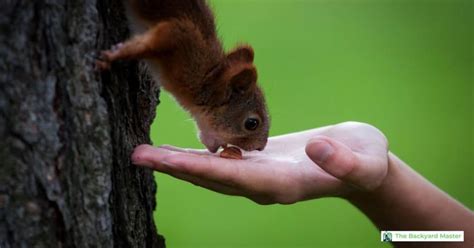 What To Feed Squirrels In Your Backyard 10 Safe And Healthy Options