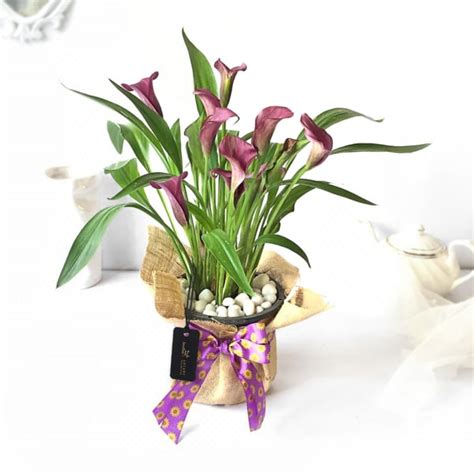 The different calla species have adapted to a wide range of environmental conditions. Mauve Calla Lily Potted Plant: Order Birthday Flowers ...