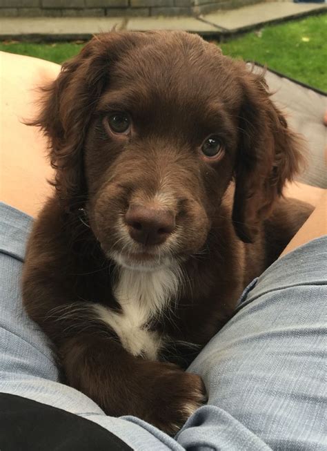 Find reputable breeders of kc registered cocker spaniel puppies. Working Cocker Spaniel Puppy - 9 weeks old | Cocker ...