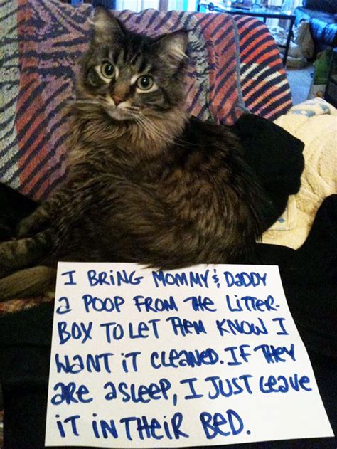114 Asshole Cats Being Shamed For Their Crimes Bored Panda