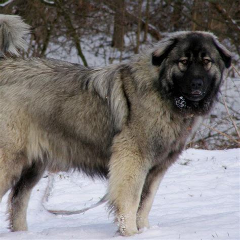 Estrela Mountain Dog Breed Guide Learn About The Estrela Mountain Dog