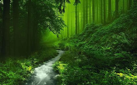 Free Download Beautiful Forest Hd Image Live Hd Wallpaper Hq Pictures