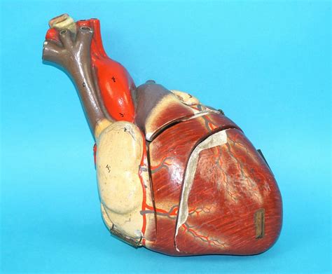 Human Anatomic Anatomical Model Heart 1900s Germany Boonsart Shop