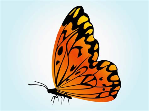 Orange Butterfly Vector Vector Art And Graphics