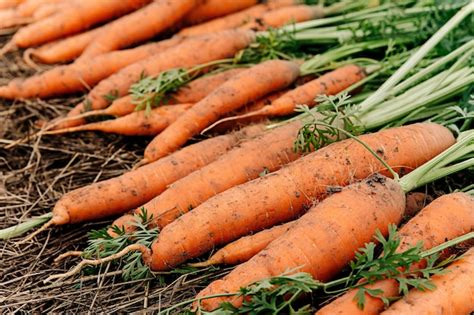 Free Photo Harvest Of Carrots