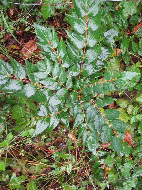 Weeding On The Wild Side Wildflower Wednesday Berberis Nervosa