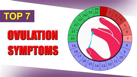 Ovulation Symptoms Signs Of Ovulation Fertility Calculator In Women And Test Strips Youtube