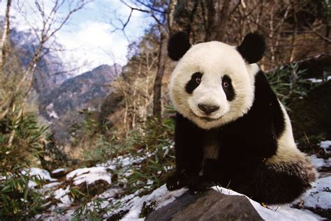 Wild Panda Population Up Dramatically In China Government Says