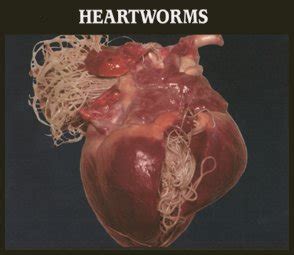 While it is possible for people to get some dog worms, there are those that are only specific to dogs. Practical PetVet®: Heat Wave = Heartworm Season