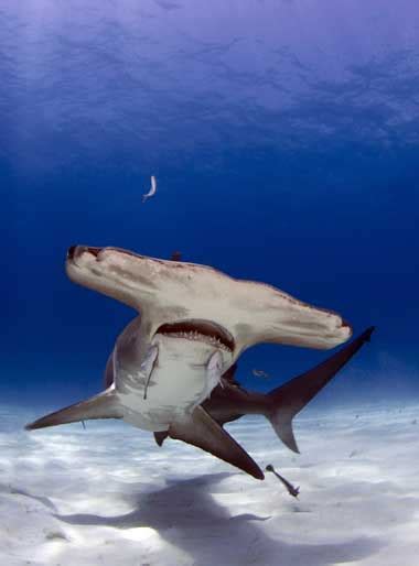 Shark Series The Great Hammerhead Shark