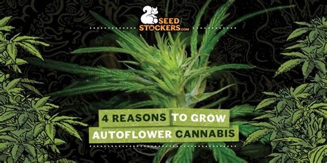 4 Reasons Why You Should Grow Autoflowering Strains Weedstockers