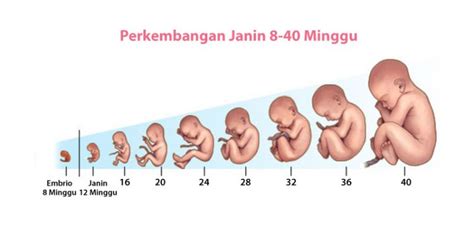 Perkembangan Janin Dari Minggu Ke Minggu Lengkap Mamapapaid