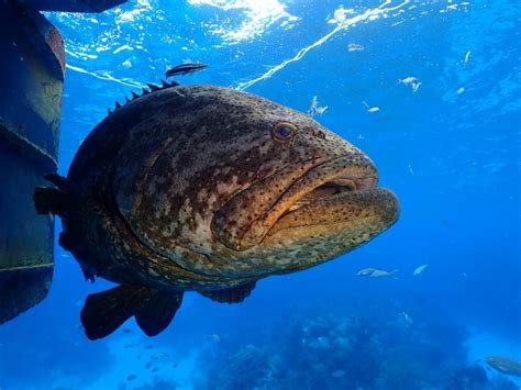 Atlantic Goliath Grouper Facts Information Guide American Oceans